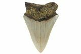 Bargain, Fossil Megalodon Tooth - North Carolina #186604-1